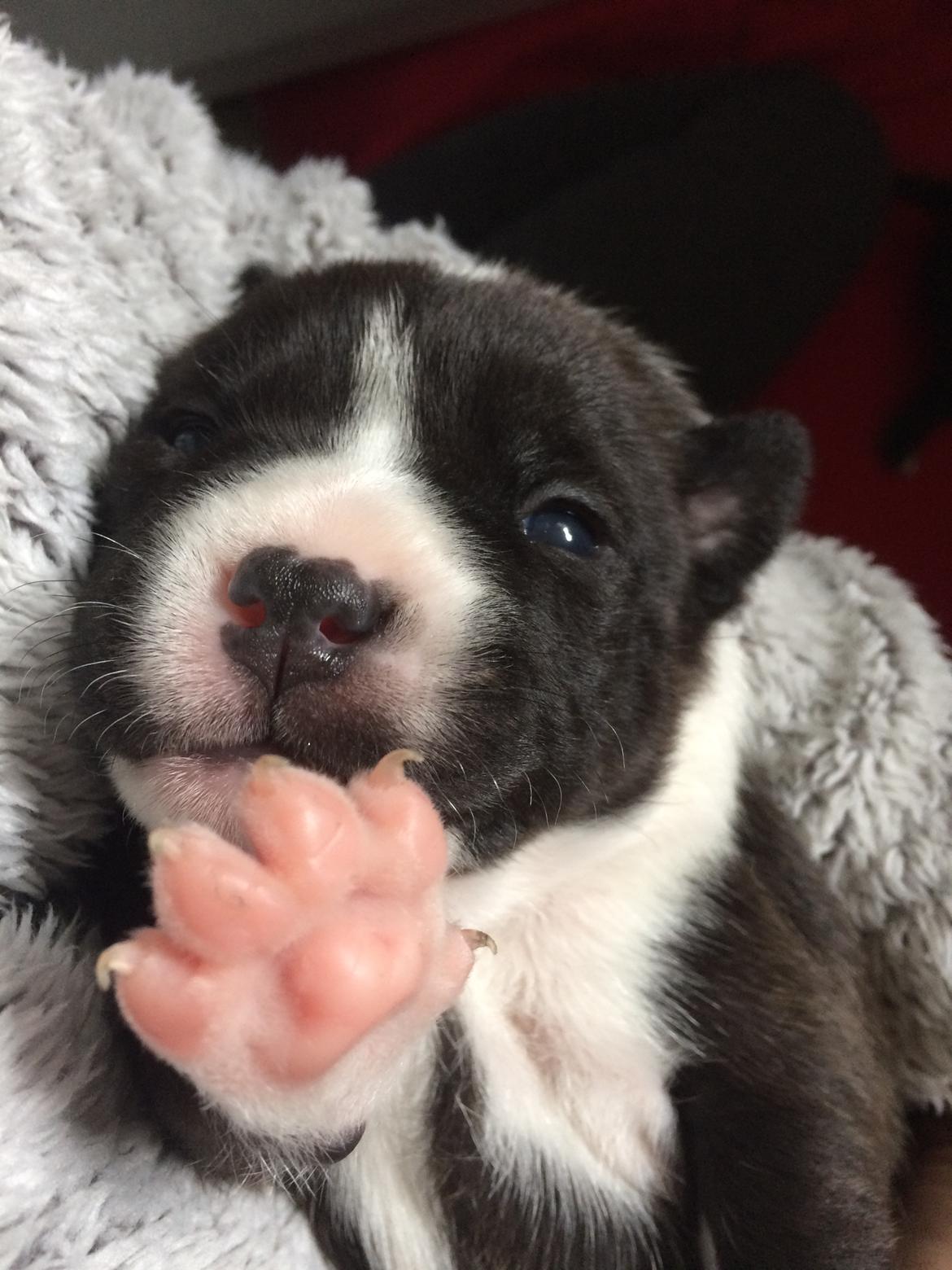 Staffordshire bull terrier Karma billede 8