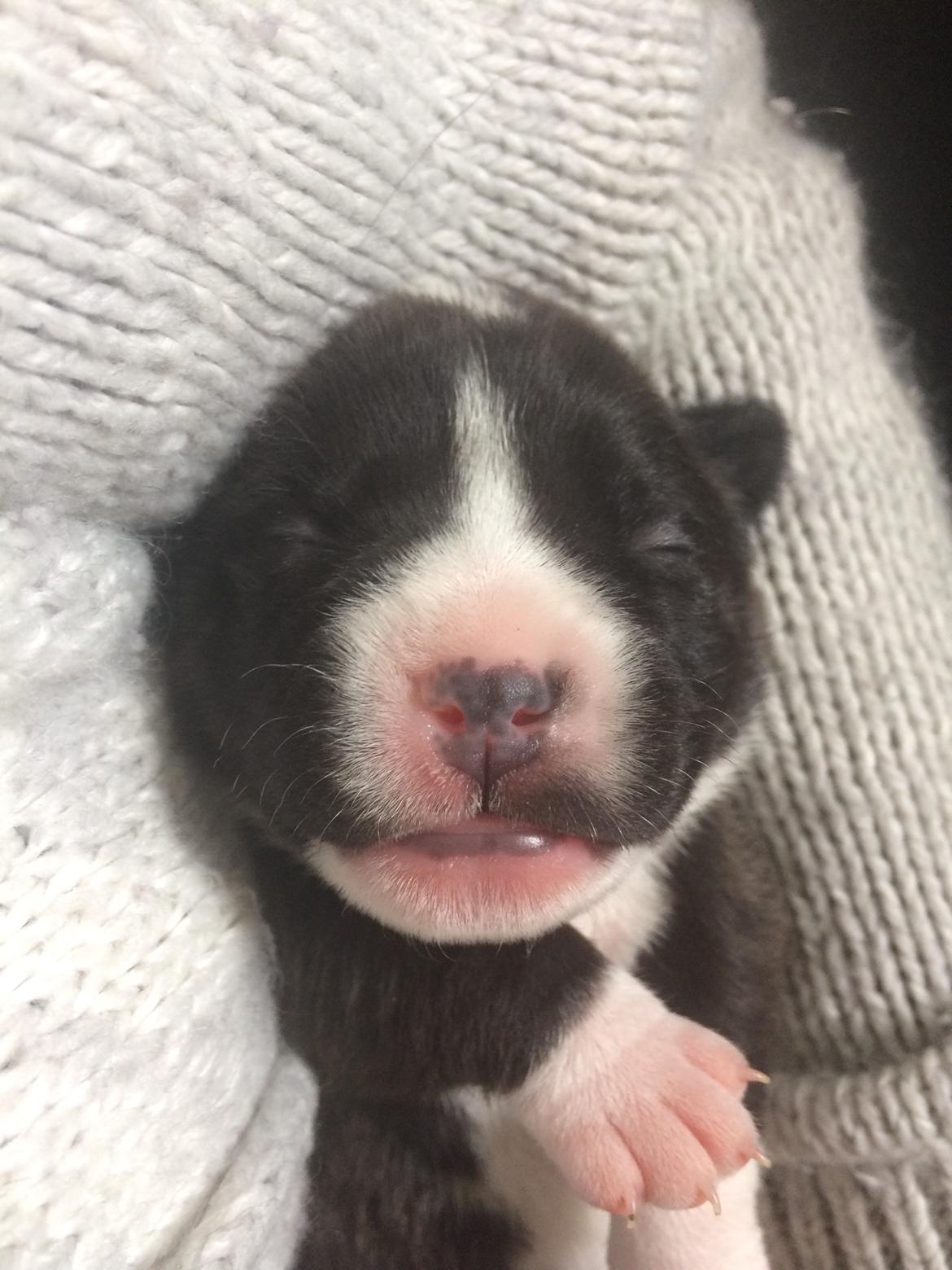 Staffordshire bull terrier Karma billede 7