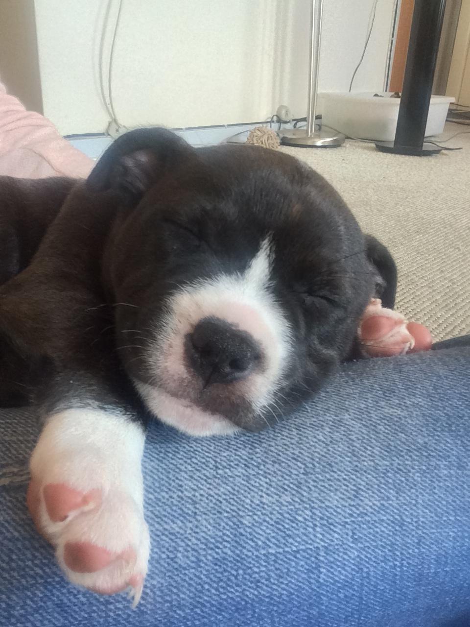 Staffordshire bull terrier Karma billede 10