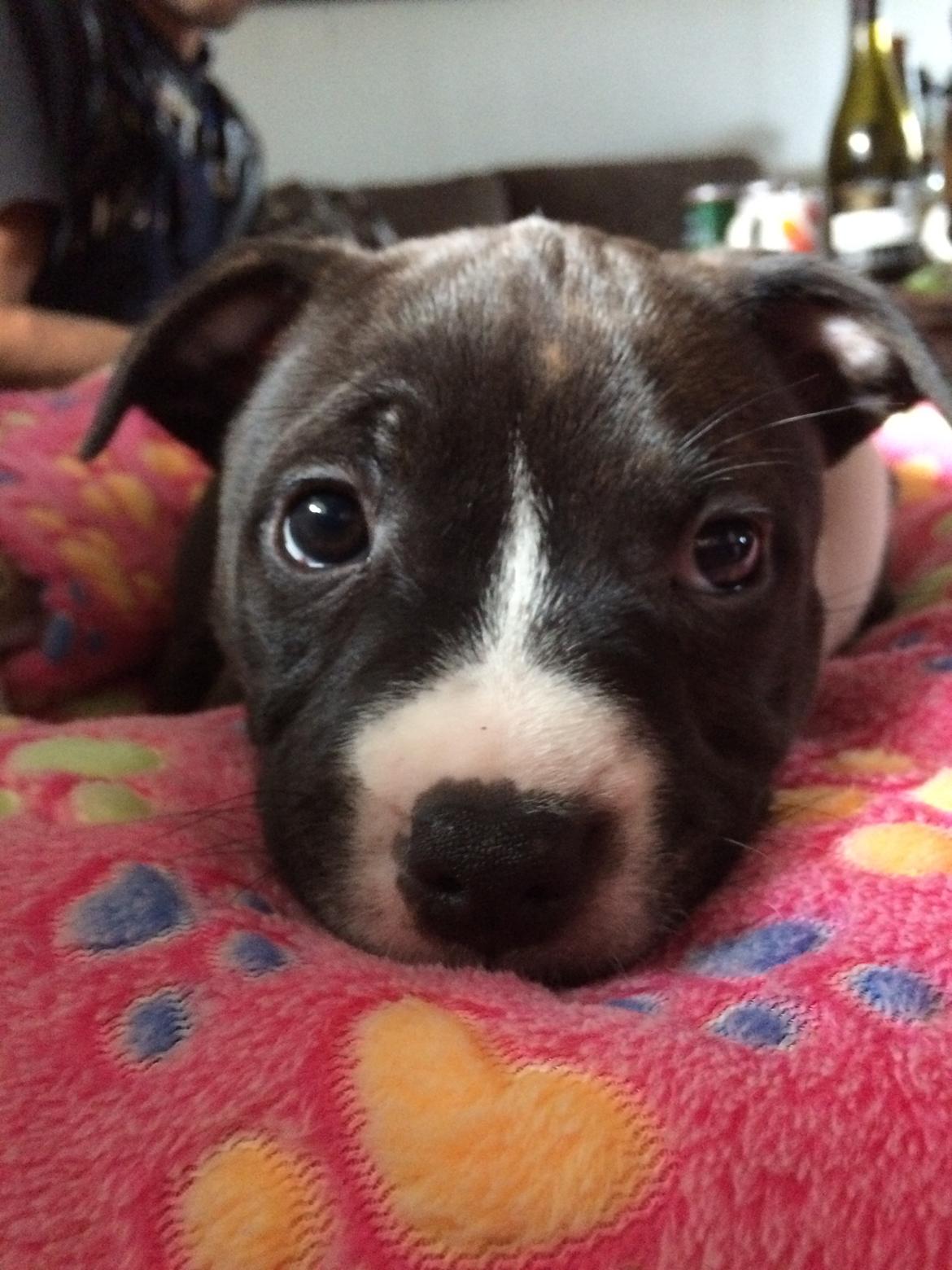 Staffordshire bull terrier Karma billede 11