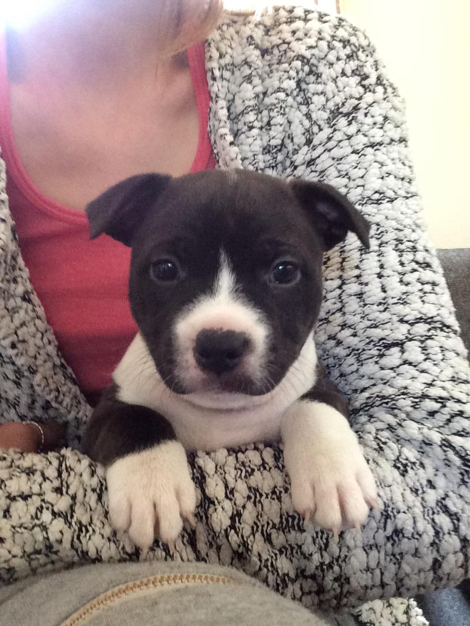 Staffordshire bull terrier Karma billede 9