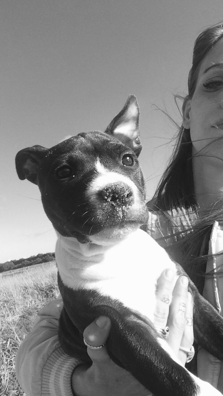 Staffordshire bull terrier Karma billede 13