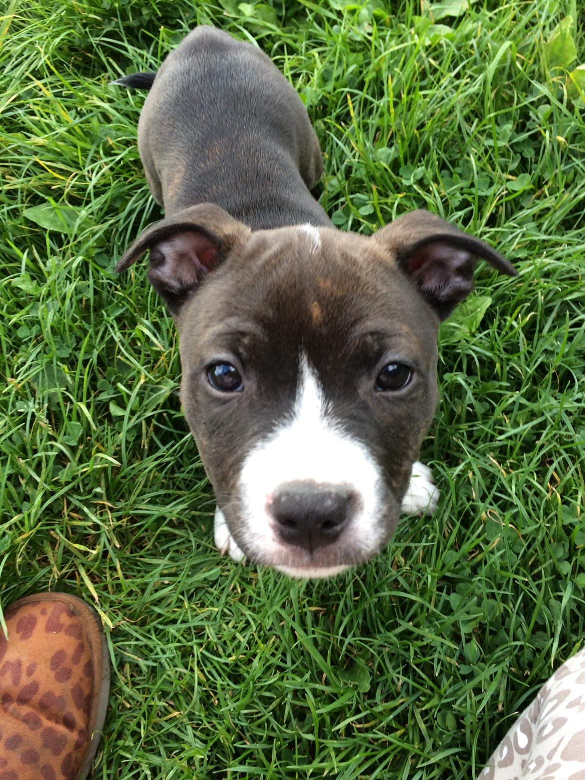 Staffordshire bull terrier Karma billede 12