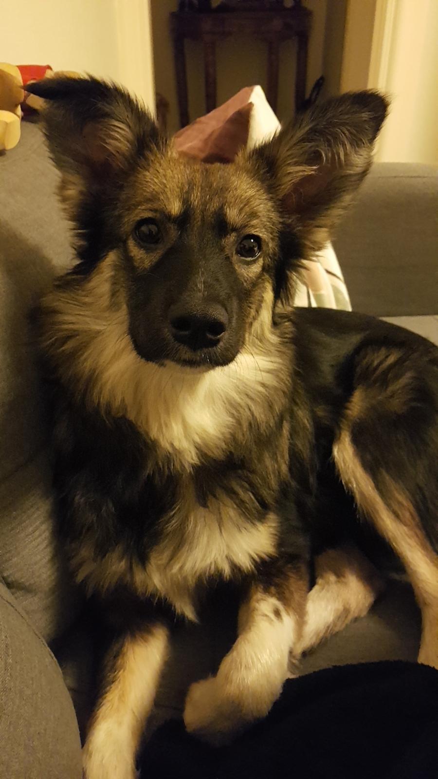 Blanding af racer Carla (Rumænsk gadehund) billede 5