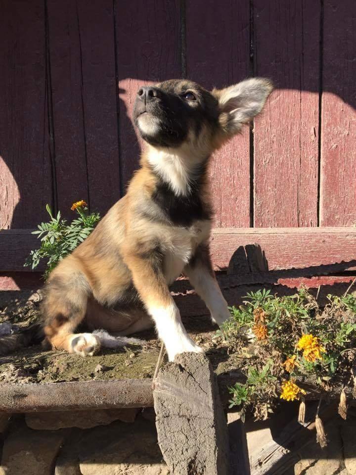 Blanding af racer Carla (Rumænsk gadehund) - Foto fra DDVG: Foto fra Carla's adoptionsannonce. billede 13