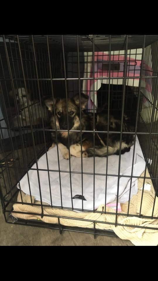 Blanding af racer Carla (Rumænsk gadehund) - Foto fra DDVG: Transporten fra Rumænien til Danmark. billede 11