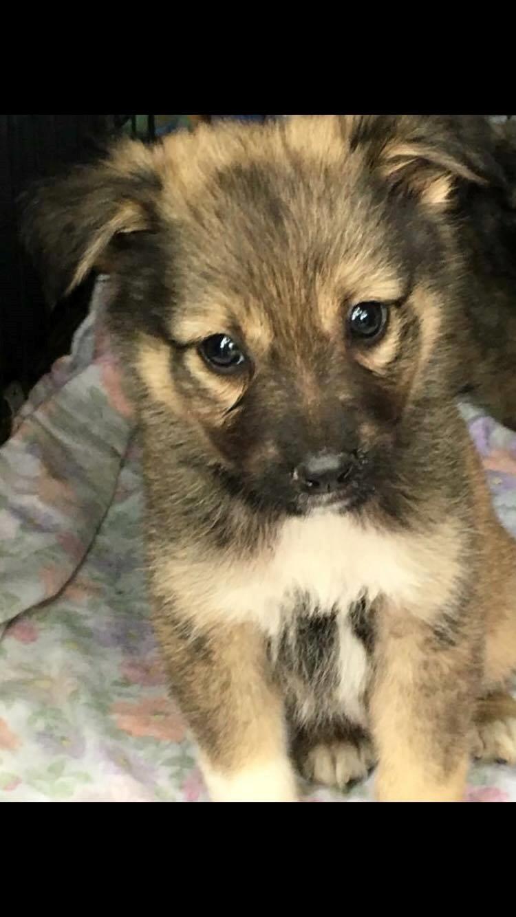 Blanding af racer Carla (Rumænsk gadehund) - Foto fra DDVG: Carla efter hun blev afleveret på internatet. billede 12