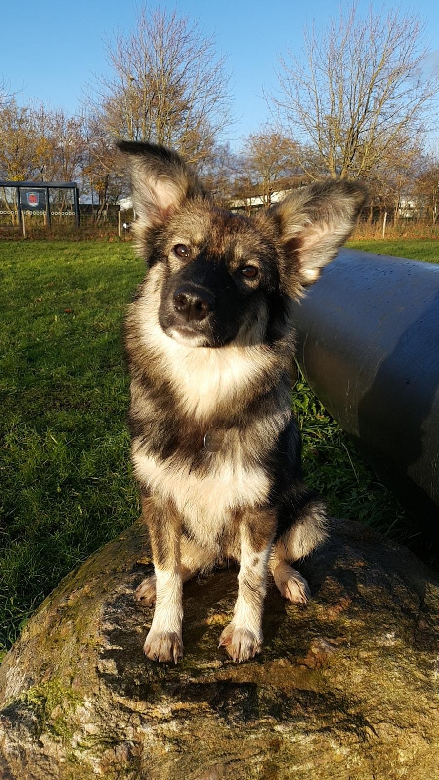 Blanding af racer Carla (Rumænsk gadehund) billede 7