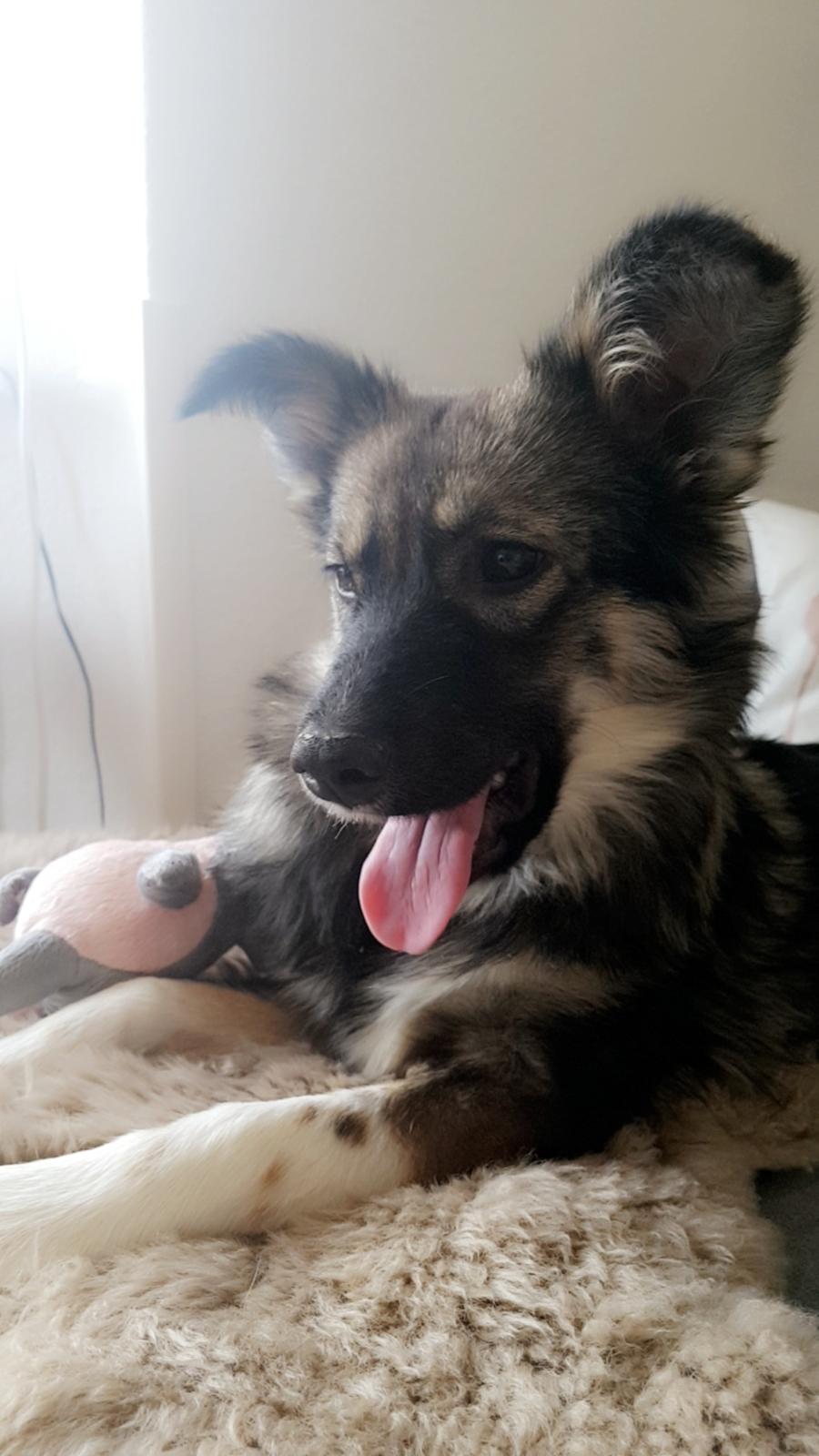 Blanding af racer Carla (Rumænsk gadehund) billede 8