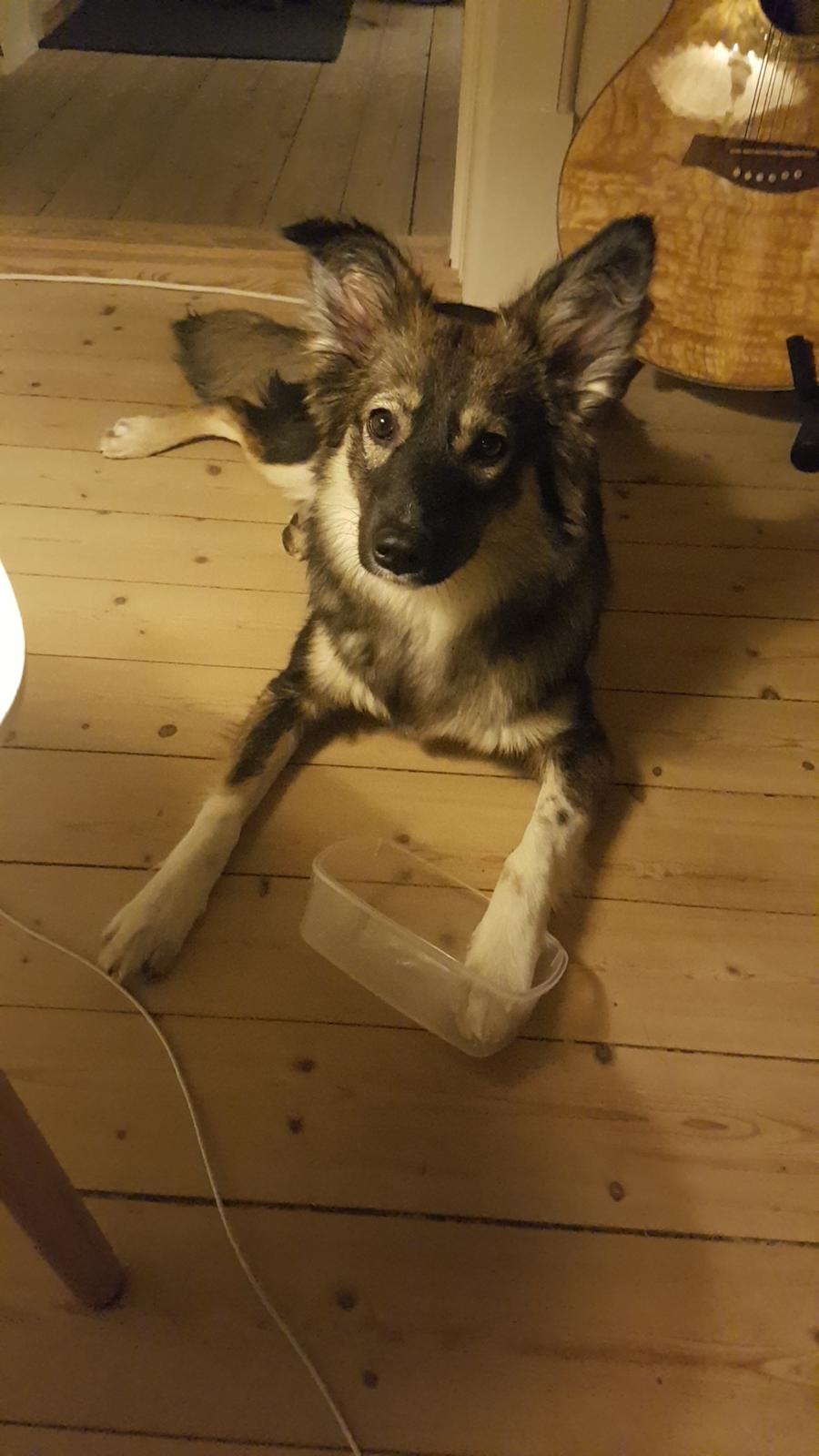 Blanding af racer Carla (Rumænsk gadehund) billede 10