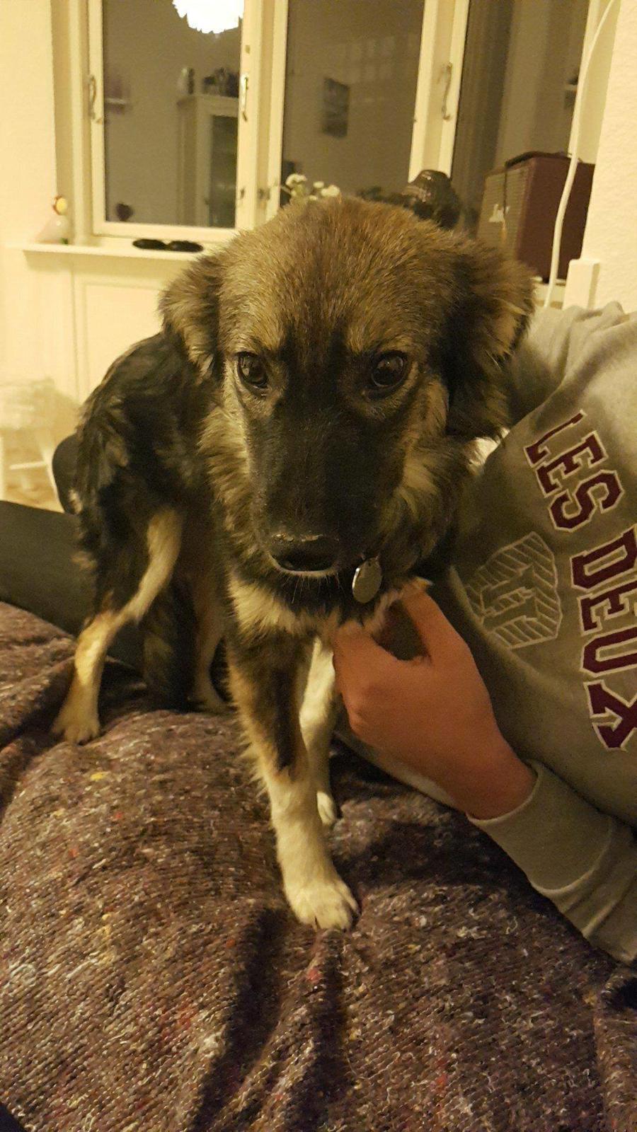 Blanding af racer Carla (Rumænsk gadehund) - 19. november 2017: Da vi lige havde fået hende hjem. billede 6