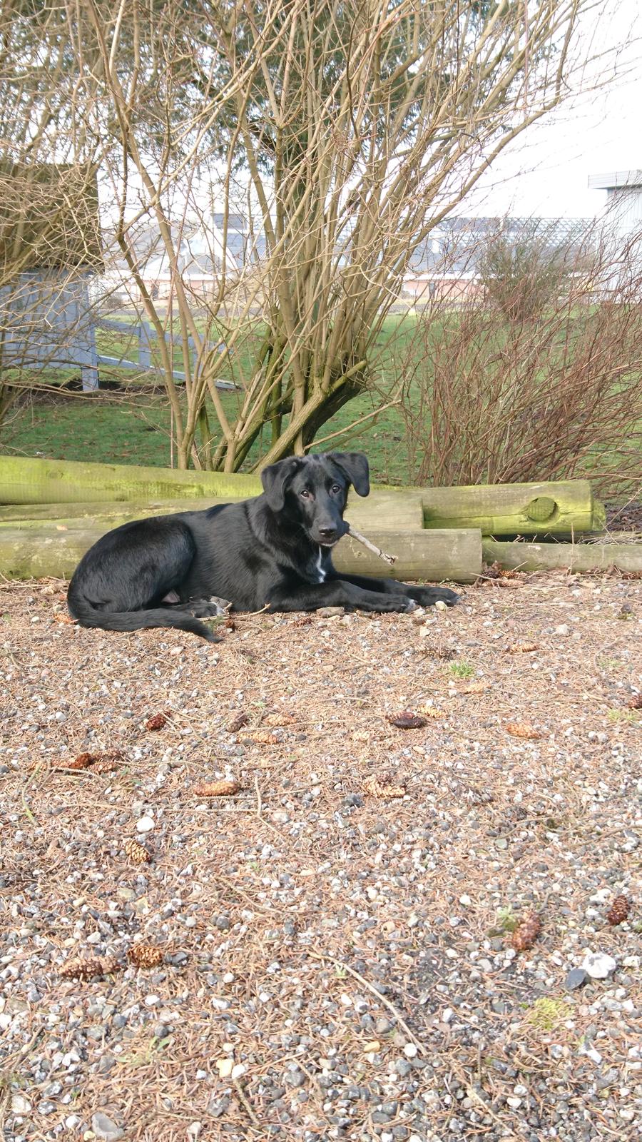 Blanding af racer Jørn  billede 10