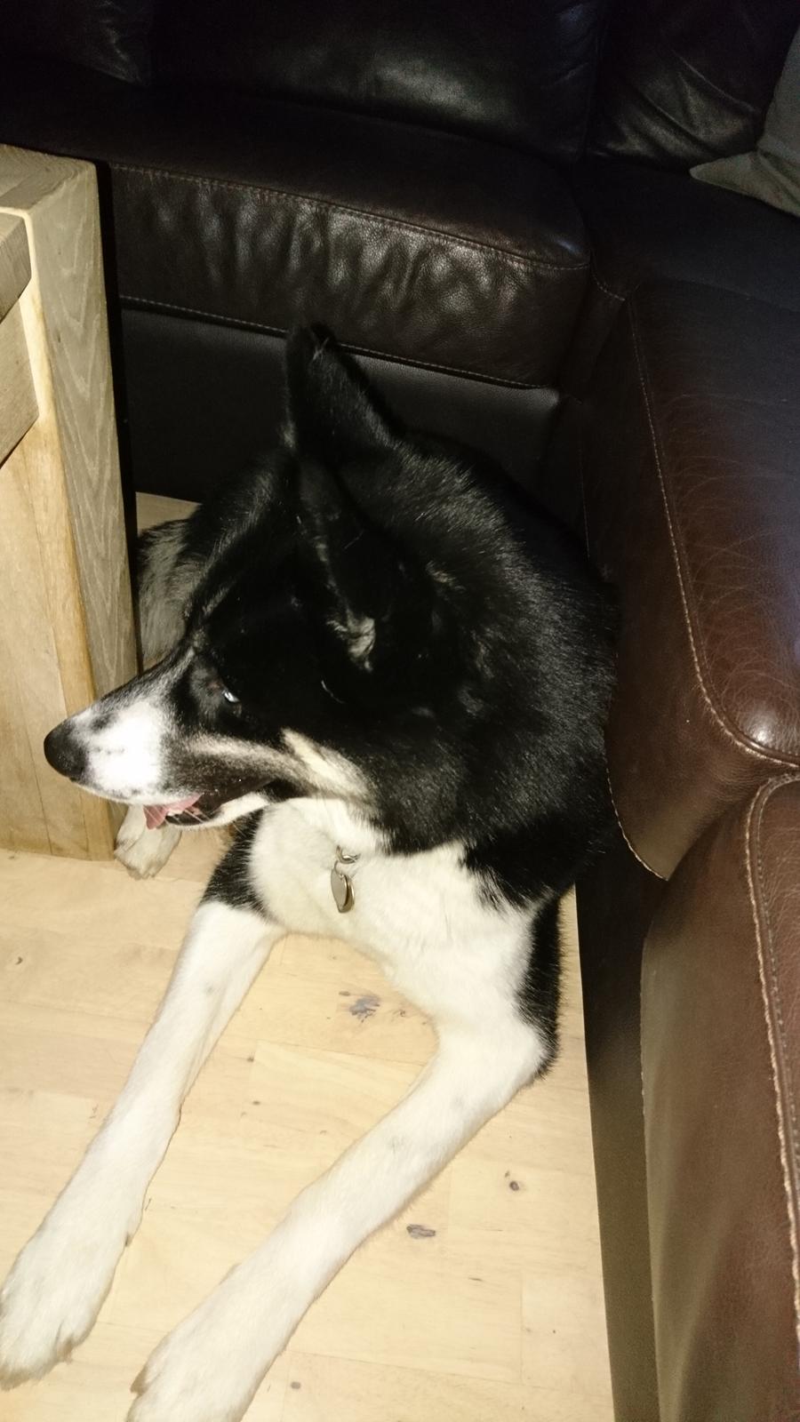 Siberian husky Boss billede 6