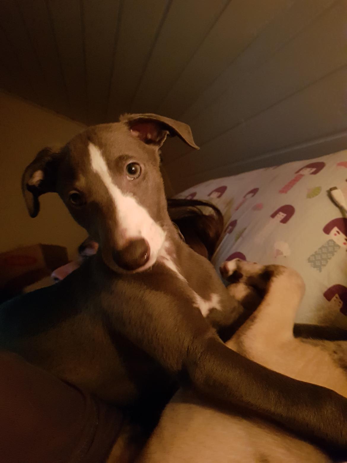 Whippet Kennel All Stars Herkules (Misha) billede 3