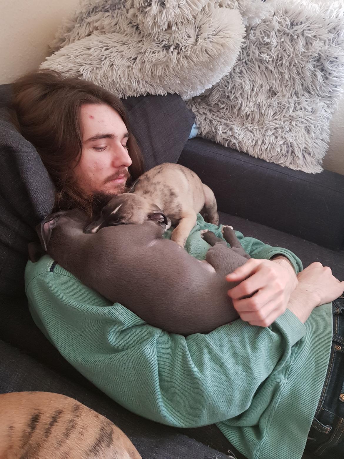 Whippet Kennel All Stars Herkules (Misha) billede 6