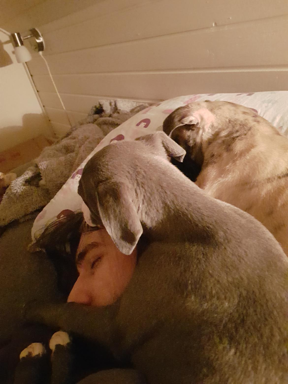 Whippet Kennel All Stars Herkules (Misha) billede 5