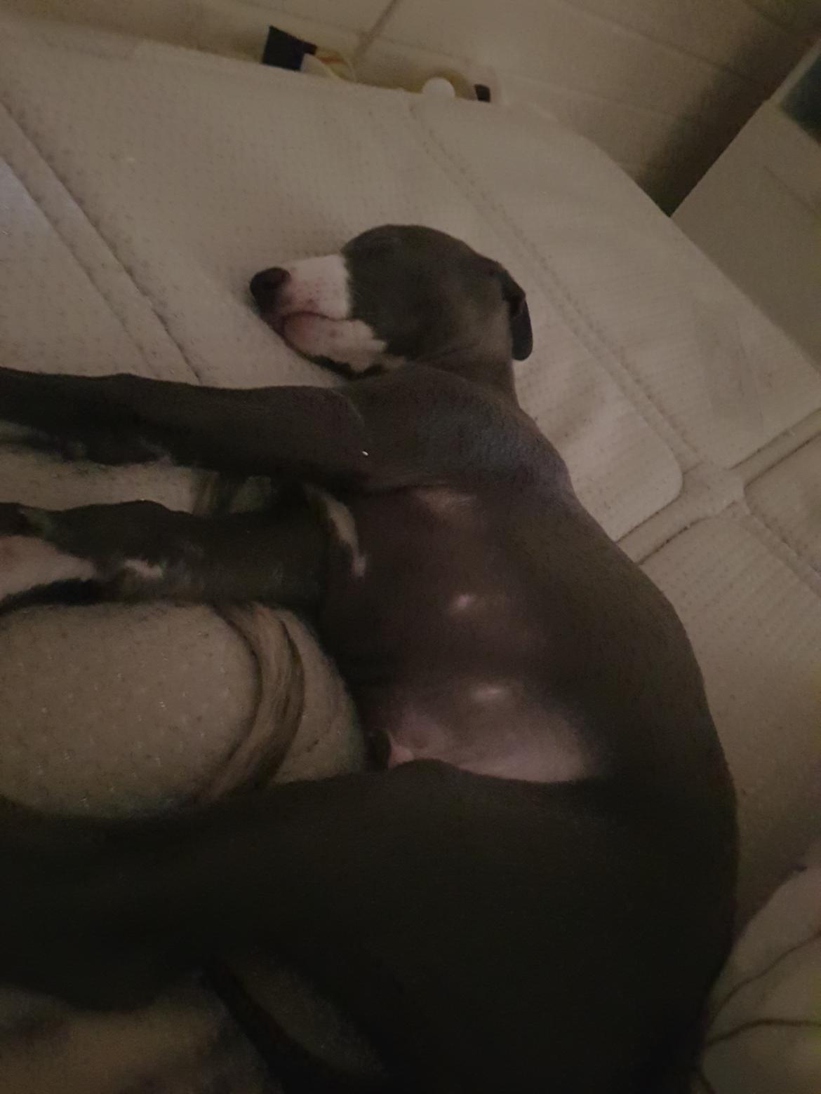 Whippet Kennel All Stars Herkules (Misha) billede 4