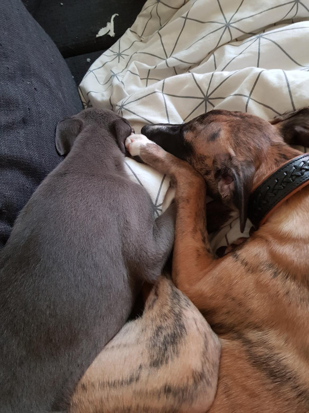 Whippet Kennel All Stars Herkules (Misha) billede 7