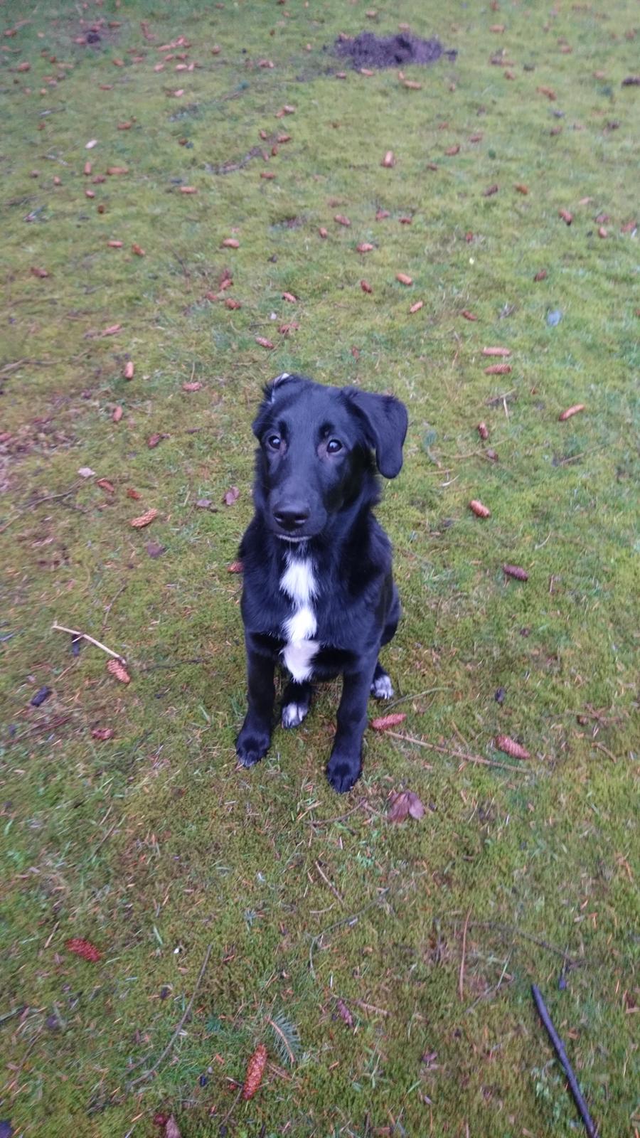 Blanding af racer Jørn  billede 11