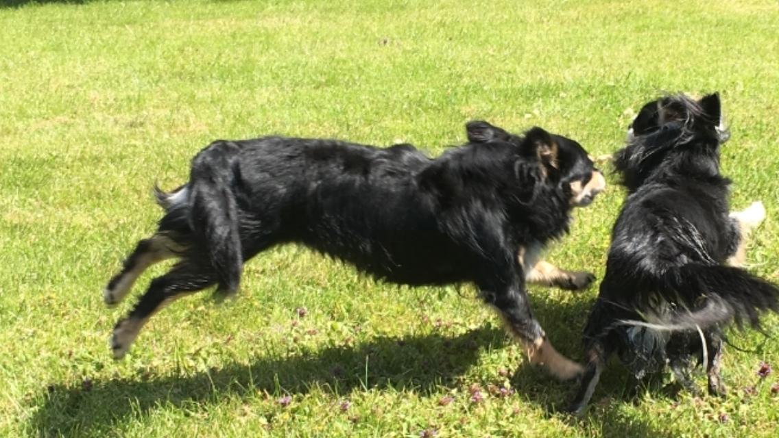 Chihuahua R.I.P Pago Pjevsen billede 3