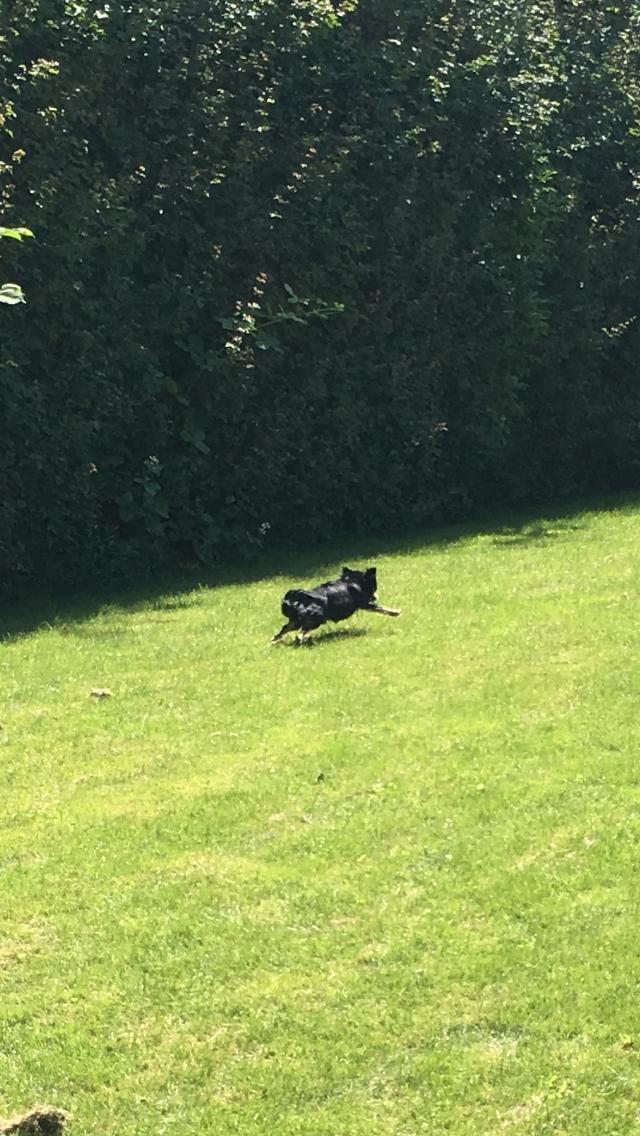 Chihuahua R.I.P Pago Pjevsen billede 37