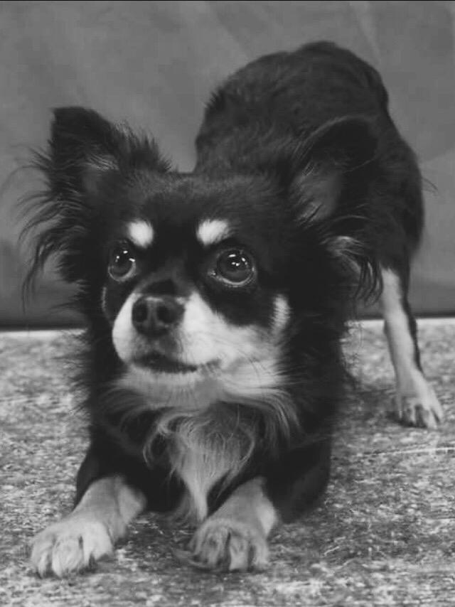 Chihuahua R.I.P Pago Pjevsen billede 4