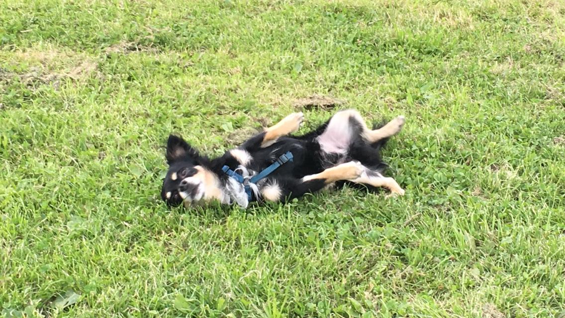 Chihuahua R.I.P Pago Pjevsen billede 38