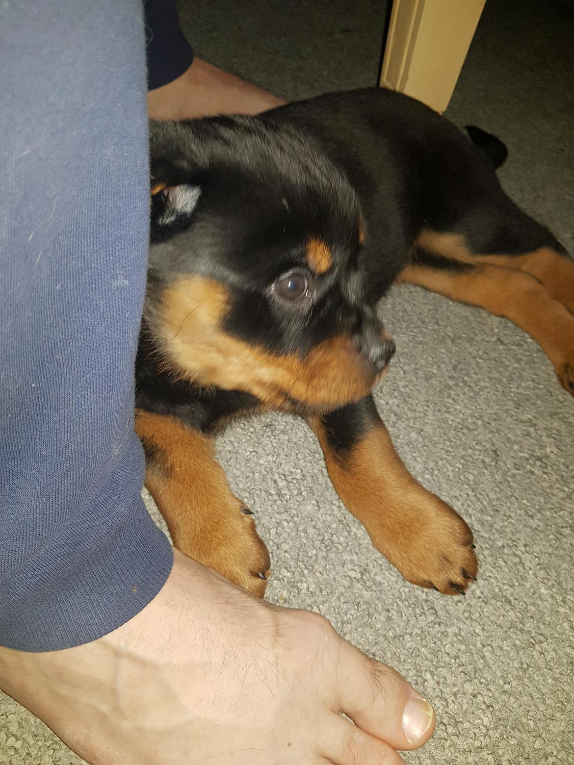 Rottweiler Floppy Dogs 1. Queen billede 2