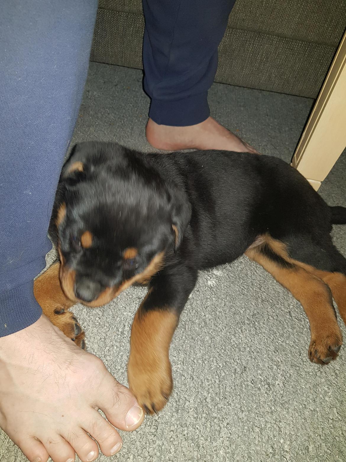 Rottweiler Floppy Dogs 1. Queen billede 3