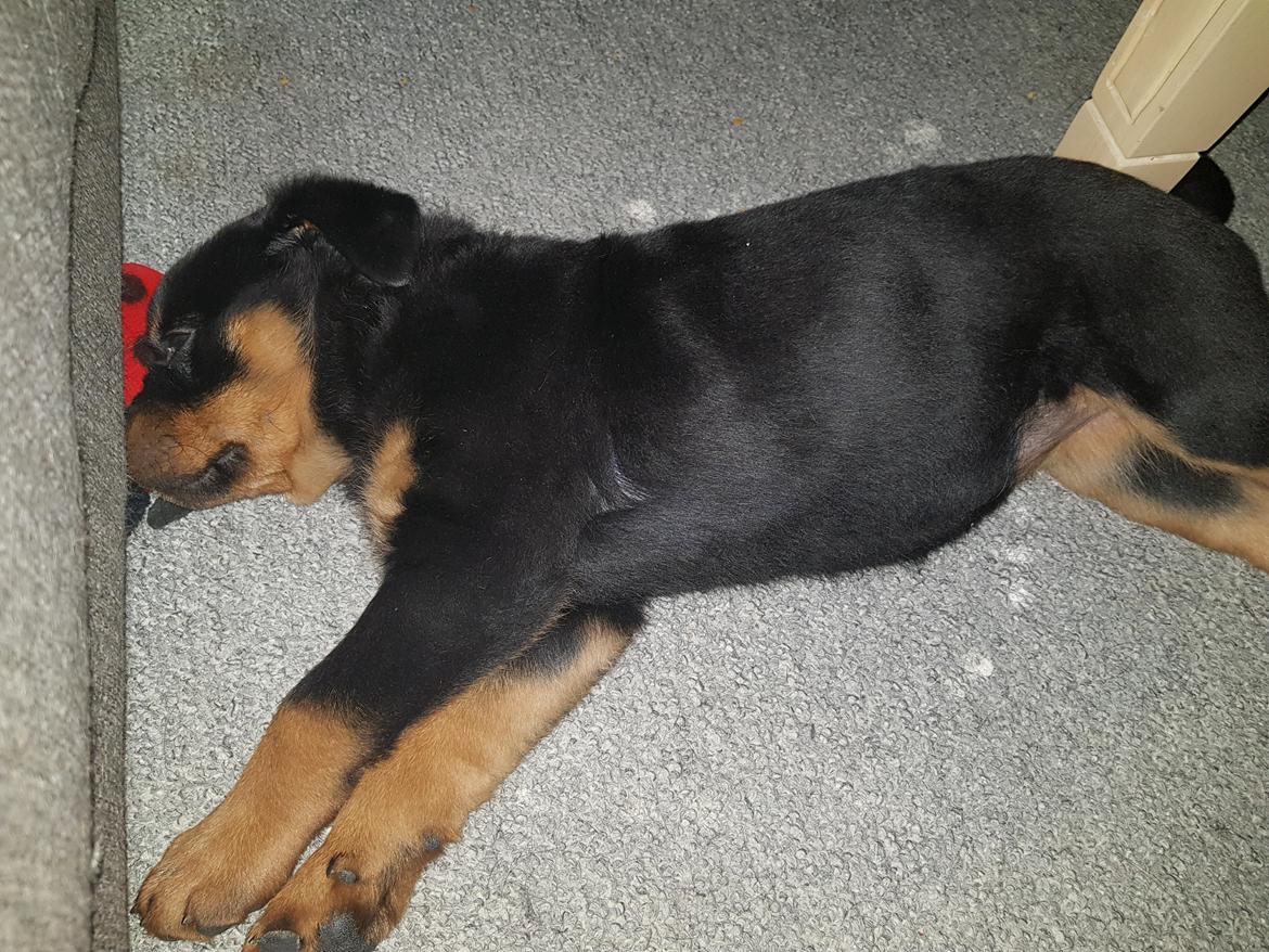 Rottweiler Floppy Dogs 1. Queen billede 4