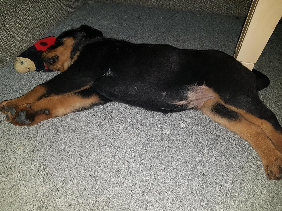 Rottweiler Floppy Dogs 1. Queen billede 1