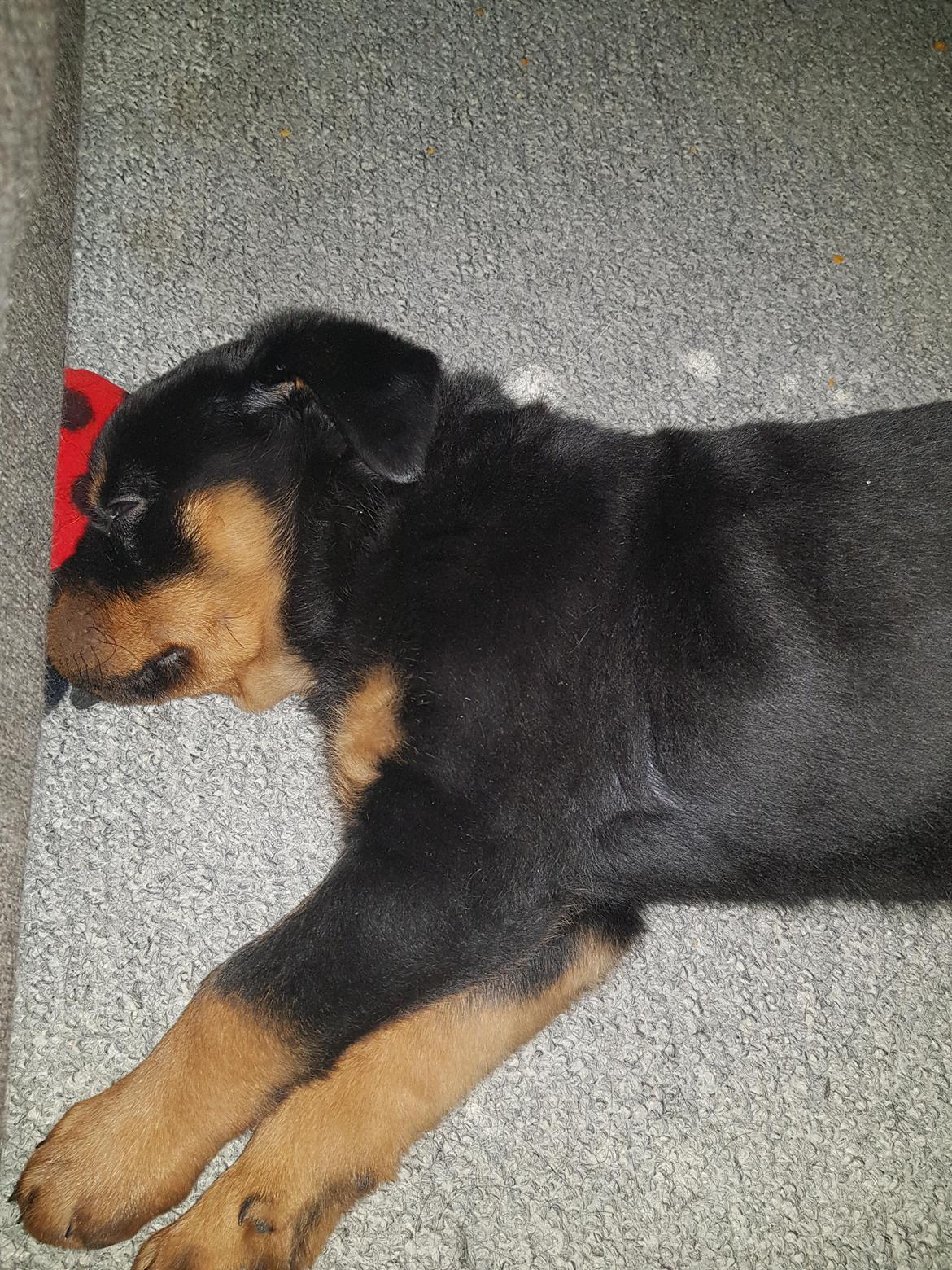 Rottweiler Floppy Dogs 1. Queen billede 5