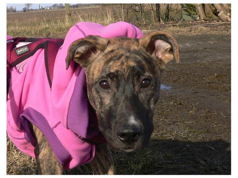 Blanding af racer Sitter billede 1