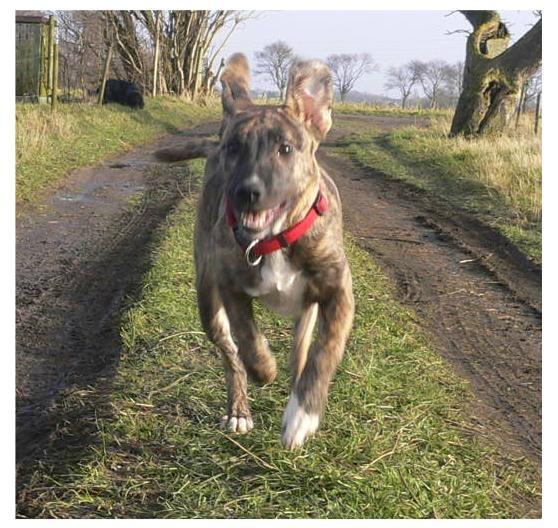 Blanding af racer Sitter billede 9