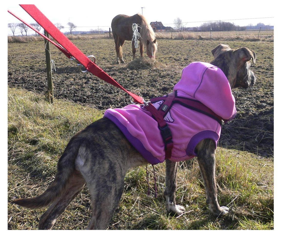 Blanding af racer Sitter billede 10