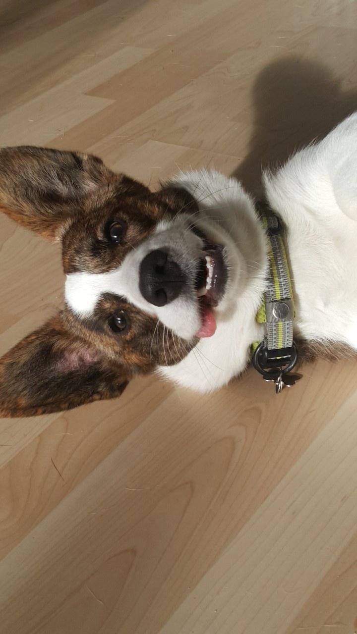 Welsh corgi cardigan Albert billede 24