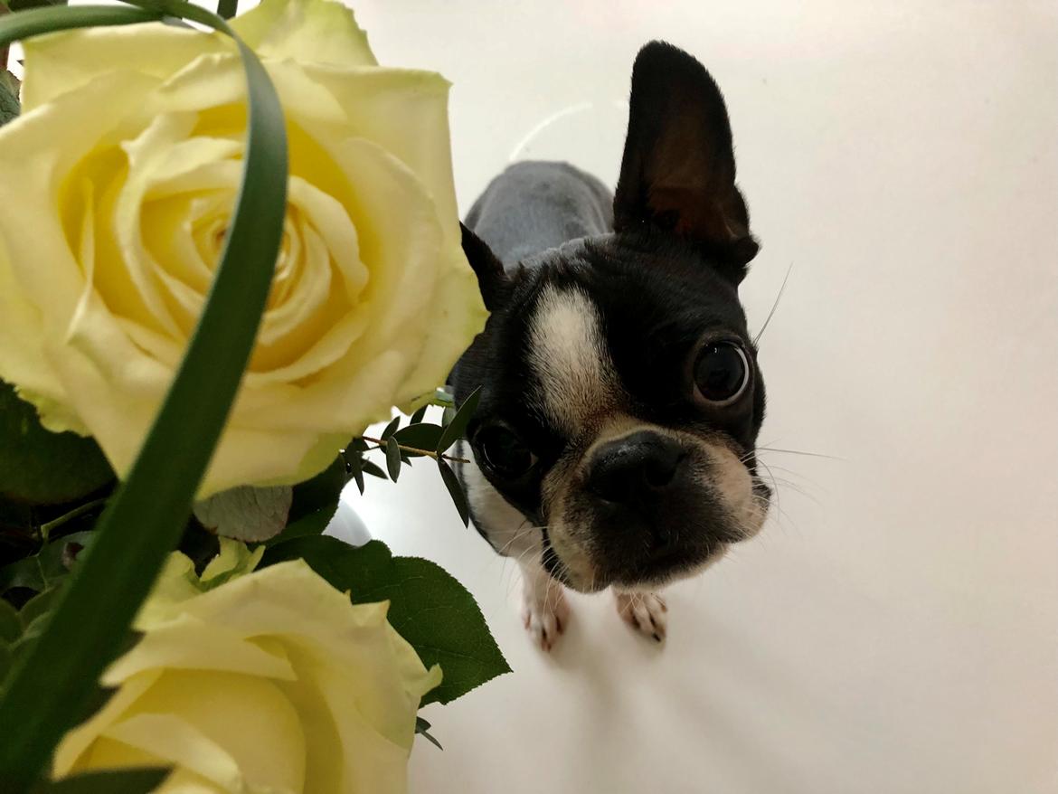 Boston terrier Naddie billede 18