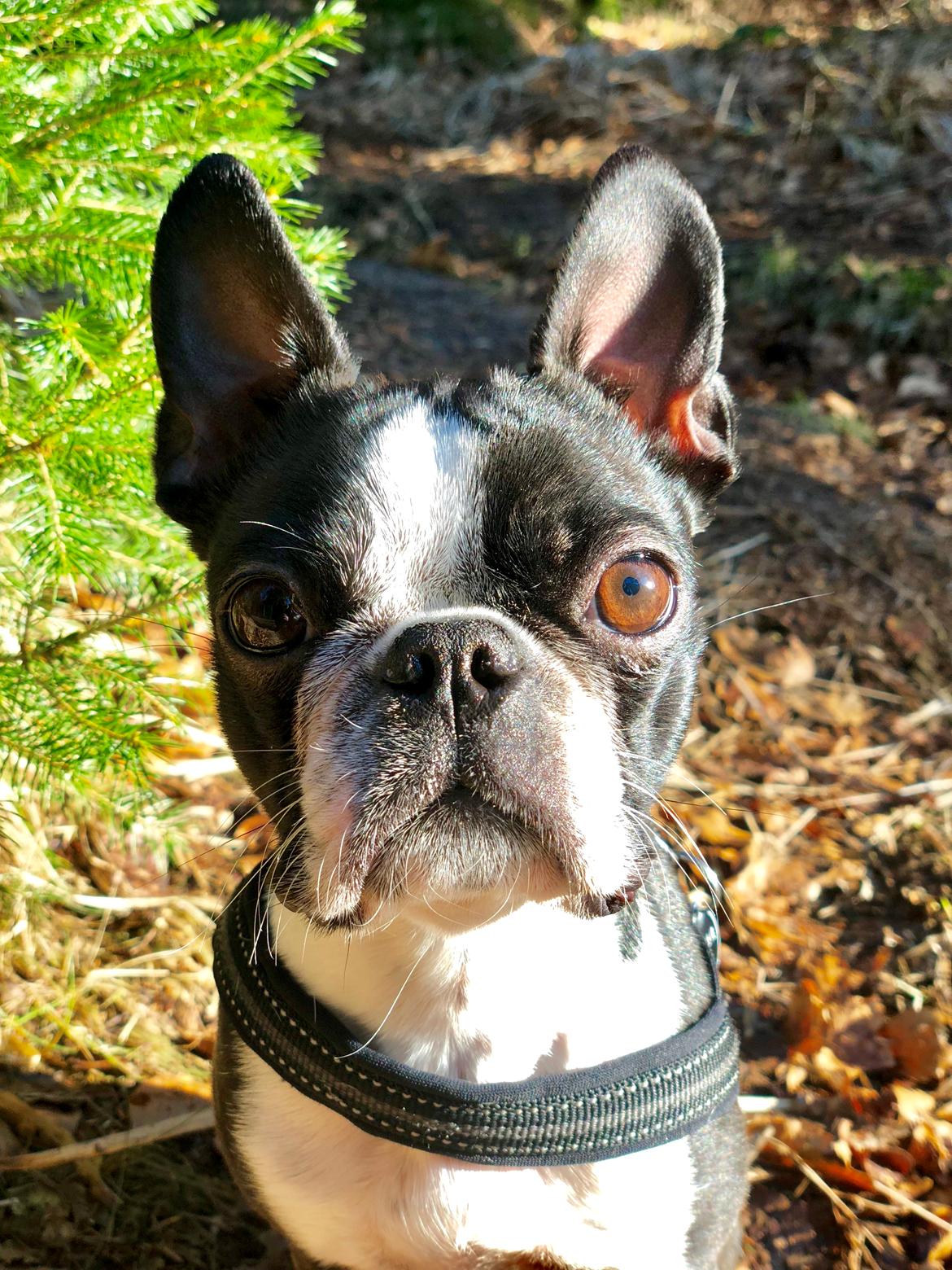 Boston terrier Naddie billede 21