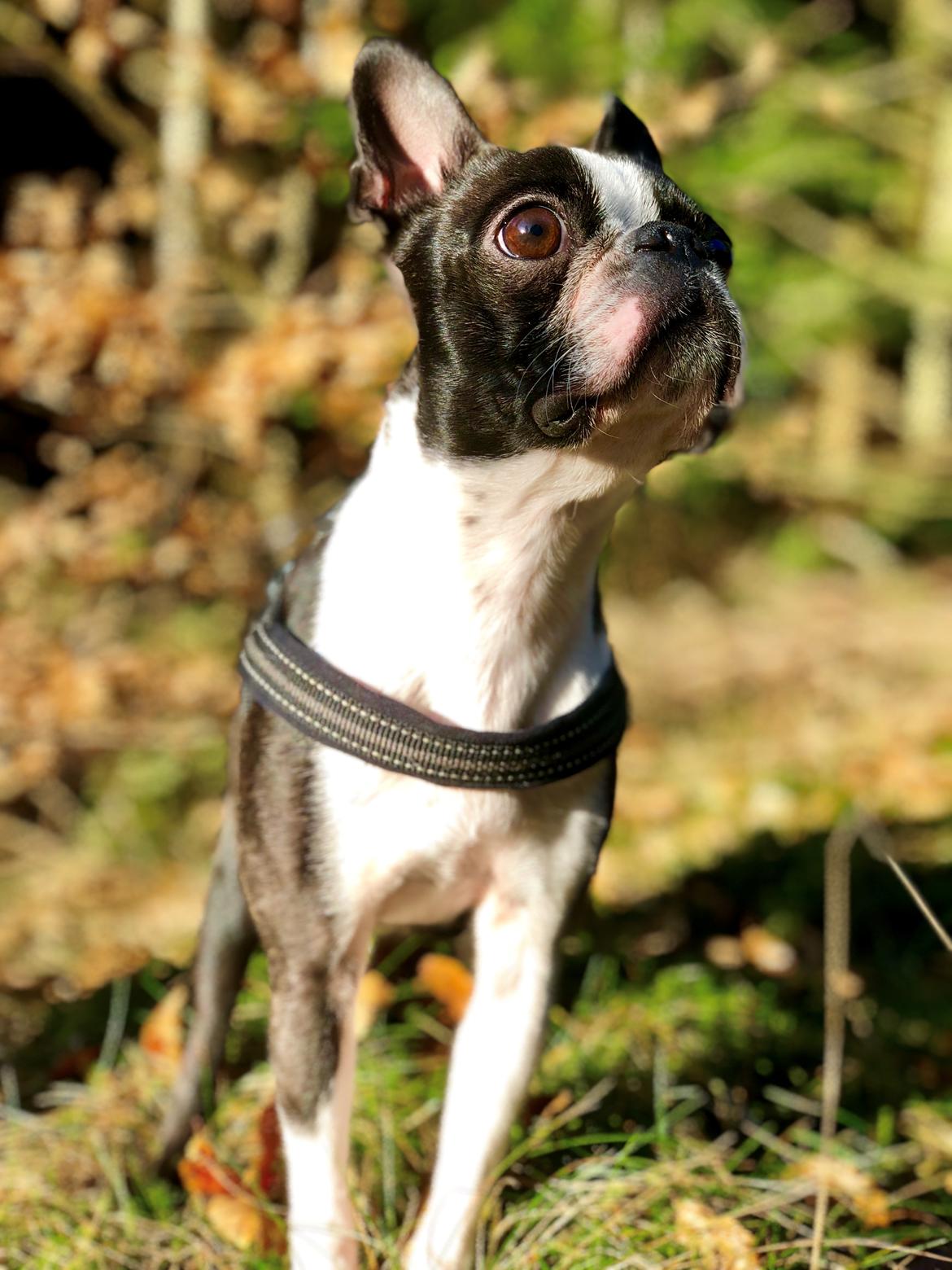 Boston terrier Naddie billede 22