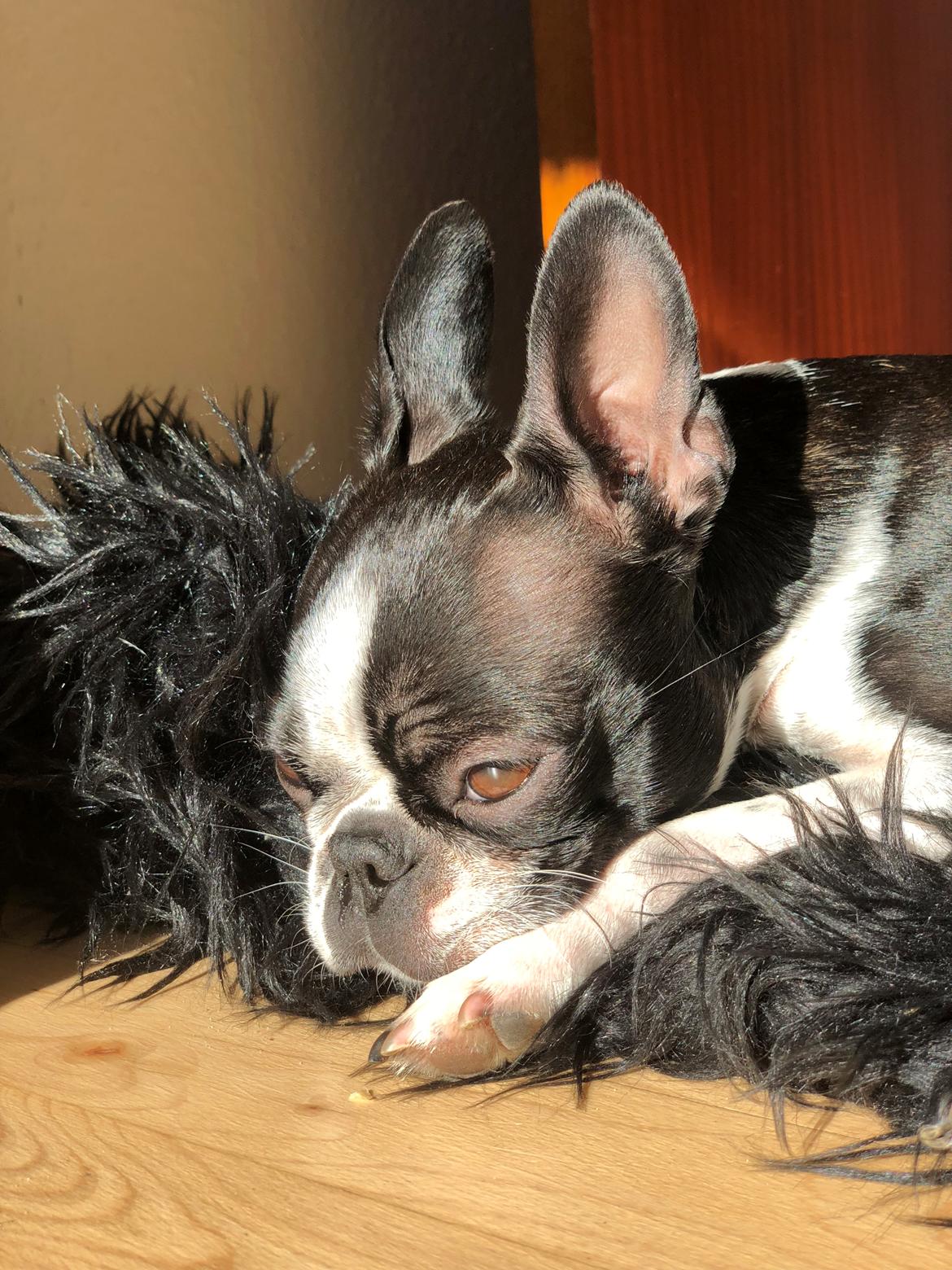 Boston terrier Naddie billede 23