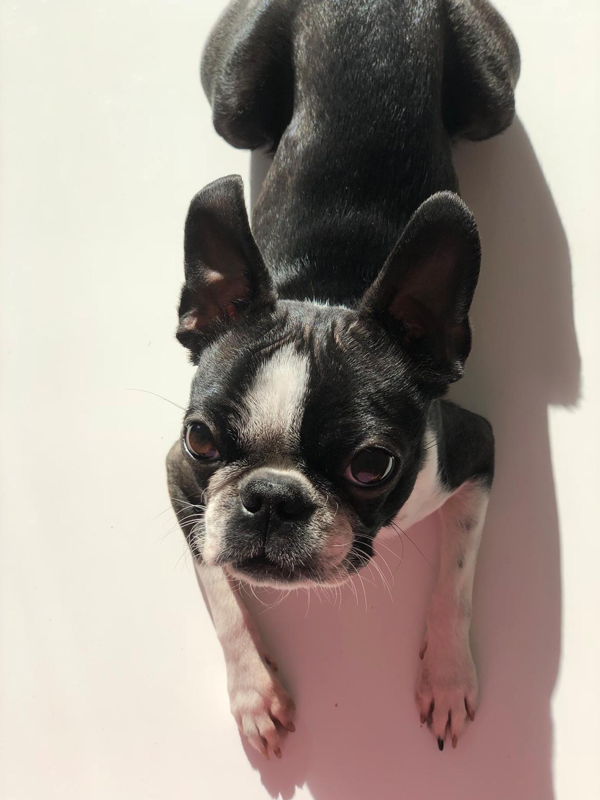 Boston terrier Naddie billede 46