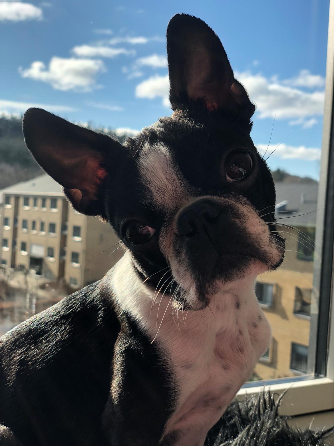 Boston terrier Naddie billede 19