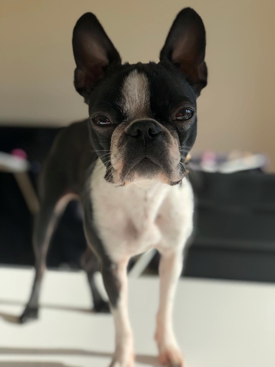 Boston terrier Naddie billede 47