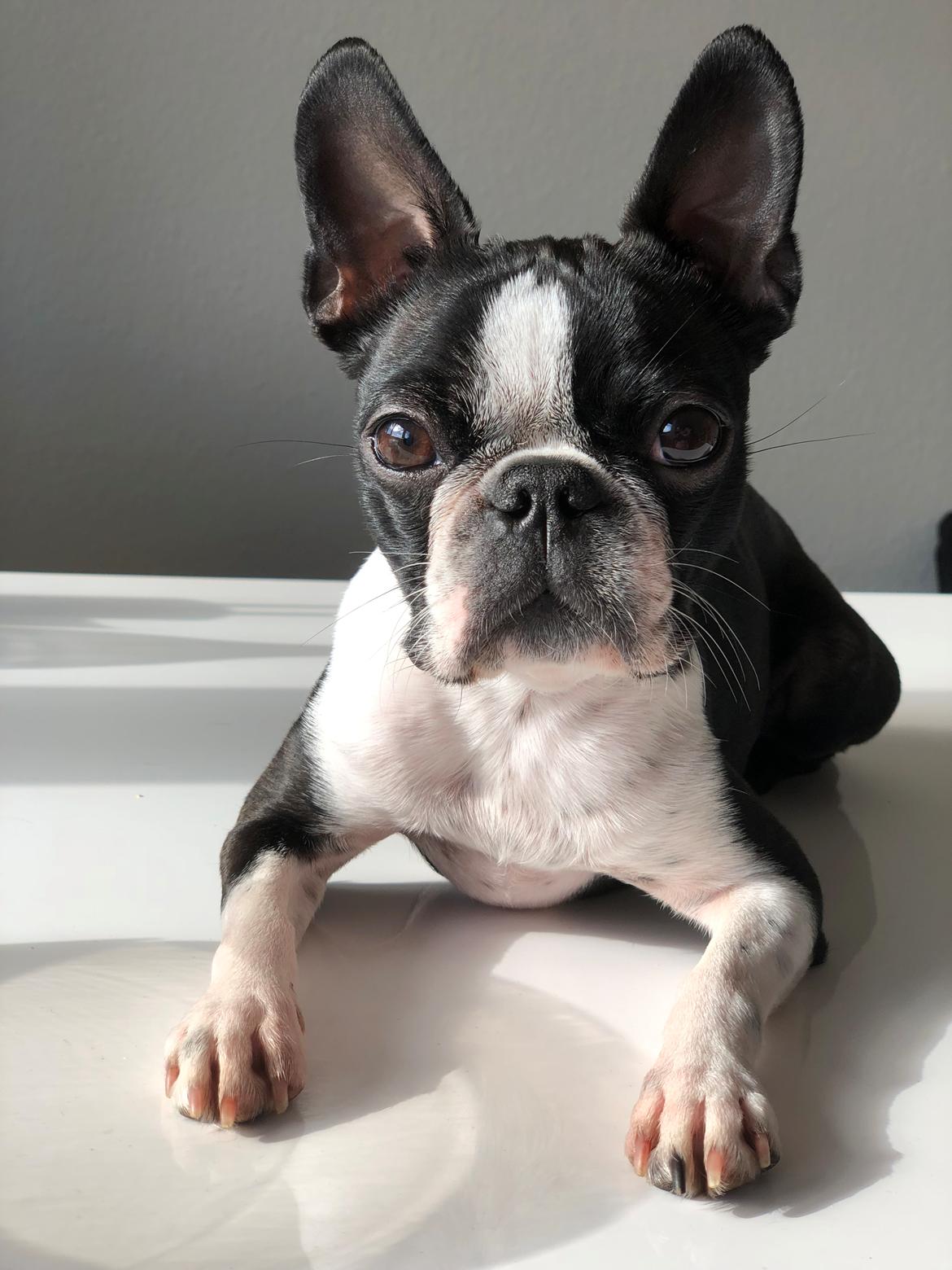 Boston terrier Naddie billede 20