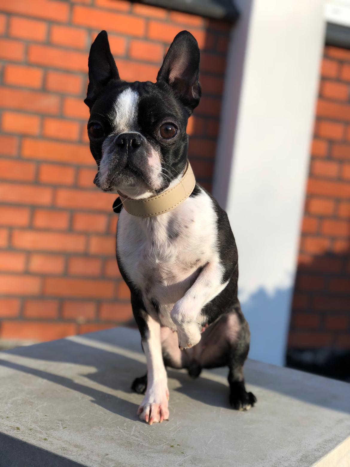 Boston terrier Naddie billede 49