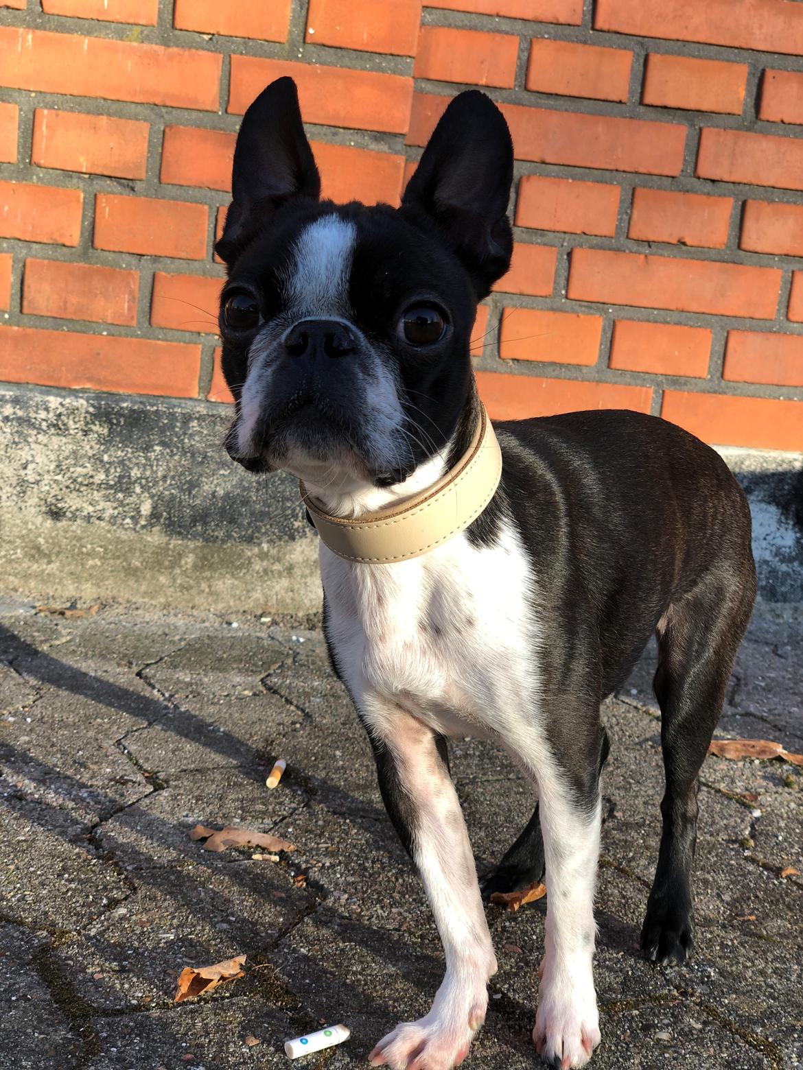 Boston terrier Naddie billede 50