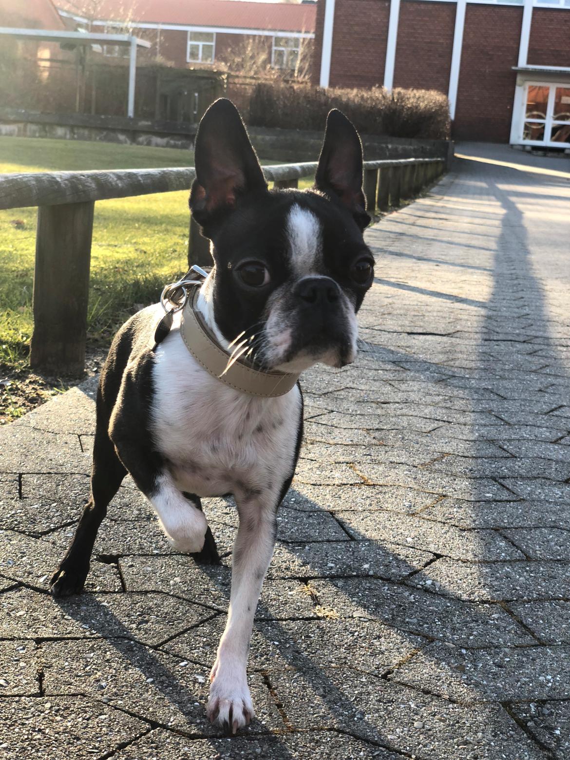 Boston terrier Naddie billede 17