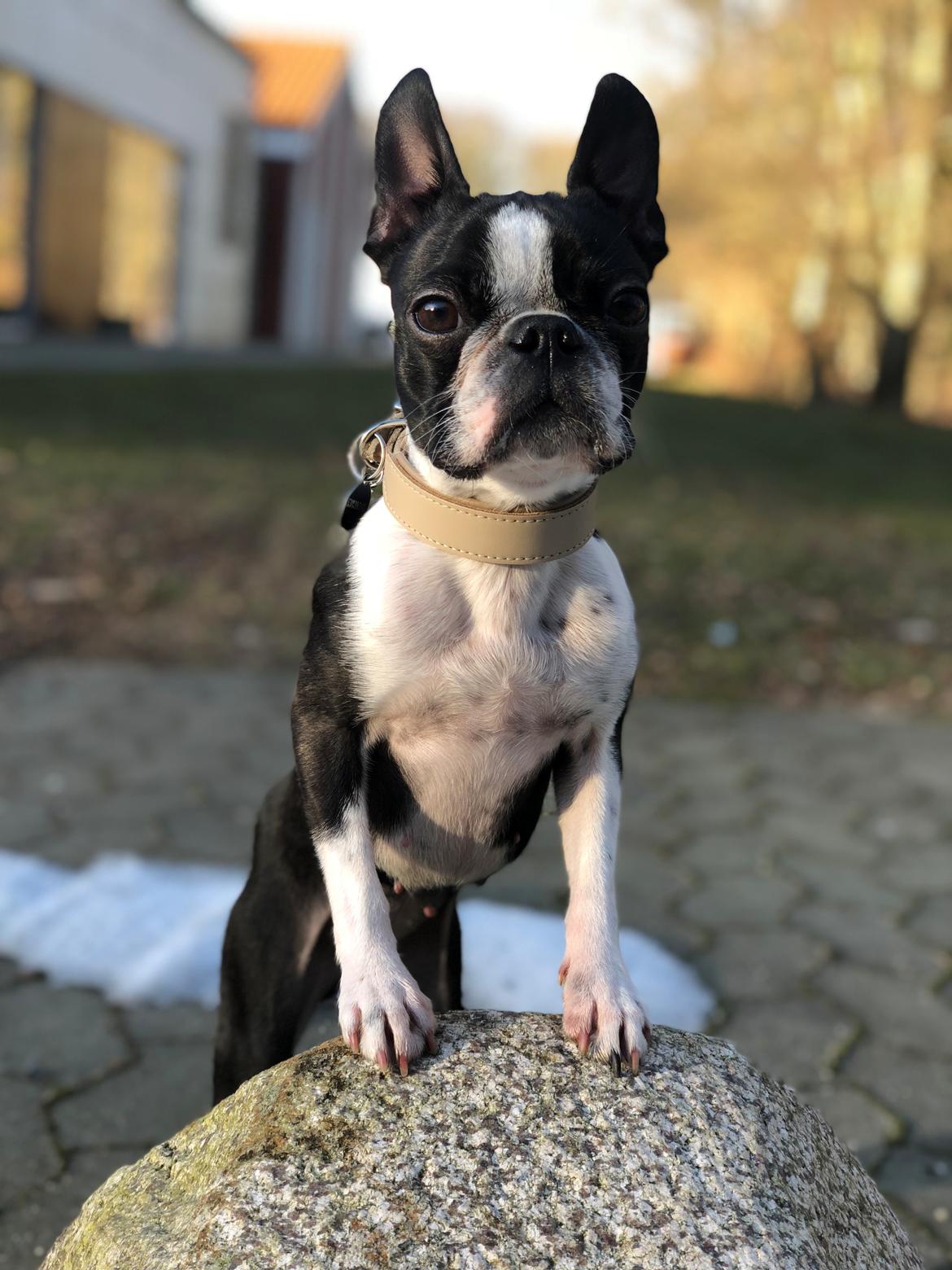 Boston terrier Naddie billede 16