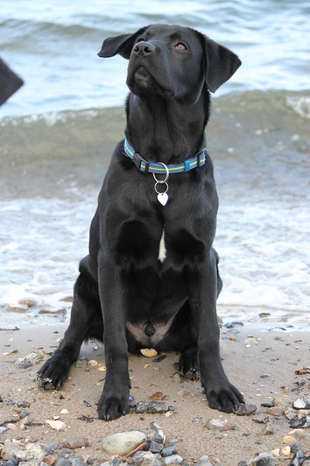 Labrador retriever Kenzo billede 2