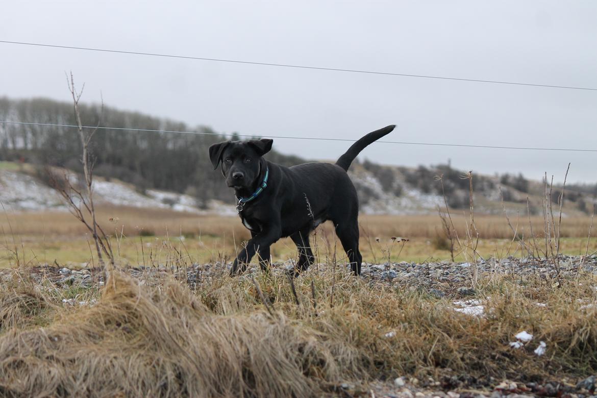 Labrador retriever Kenzo billede 4